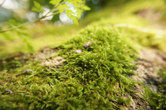 Hypnum cupressiforme