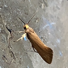 Crassa unitella