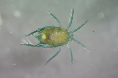 Arrenurus