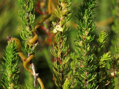 Cliffortia subsetacea