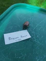 Melolontha melolontha