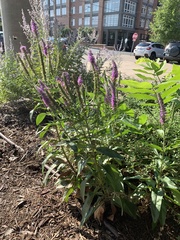 Veronica spicata spicata