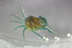 Arrenurus