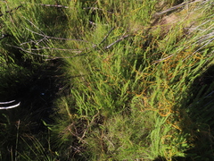 Cliffortia subsetacea