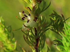 Cliffortia subsetacea