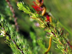 Cliffortia subsetacea