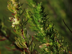 Cliffortia subsetacea