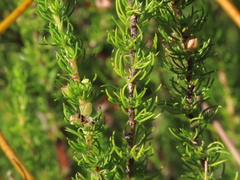 Cliffortia subsetacea