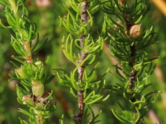 Cliffortia subsetacea