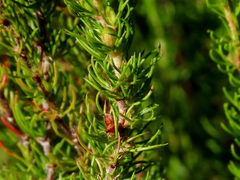 Cliffortia subsetacea