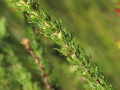 Cliffortia subsetacea