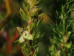 Cliffortia subsetacea