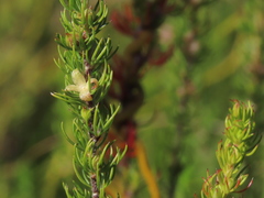 Cliffortia subsetacea