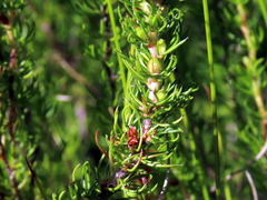 Cliffortia subsetacea