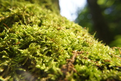 Hypnum cupressiforme