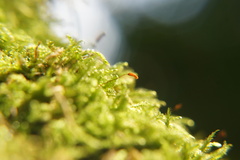 Hypnum cupressiforme