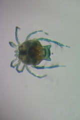 Arrenurus
