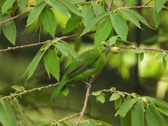 Chloropsis cyanopogon