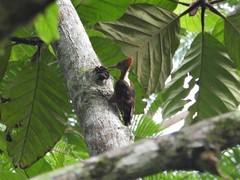 Reinwardtipicus validus