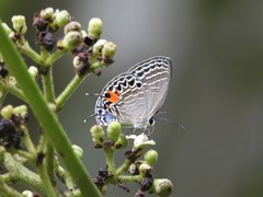 Jamides philatus subditus