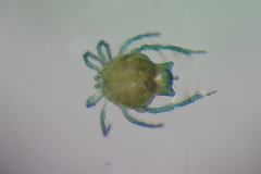 Arrenurus