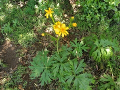 Ligularia japonica