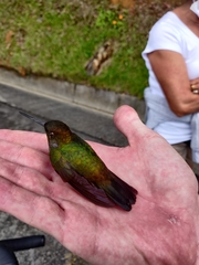 Haplophaedia aureliae