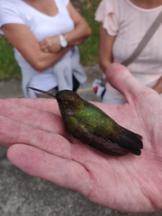 Haplophaedia aureliae