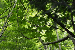 Magnolia obovata