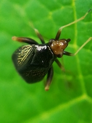 Halticus luteicollis