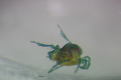 Arrenurus