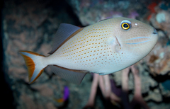 Sargassum Triggerfish photo 2