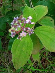 Miconia subcrustulata