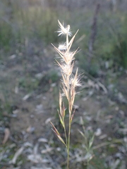 Rytidosperma fulvum