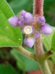Miconia subcrustulata