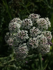 Sium latifolium