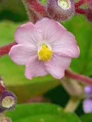 Miconia subcrustulata