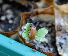 Pseudocistela ceramboides