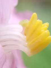 Miconia subcrustulata