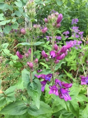 Penstemon serrulatus