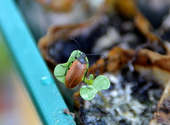 Pseudocistela ceramboides