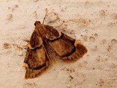 Hypsopygia thymetusalis