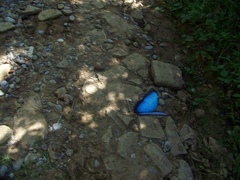 Morpho helenor montezuma