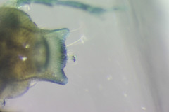 Arrenurus