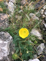 Papaver alpinum