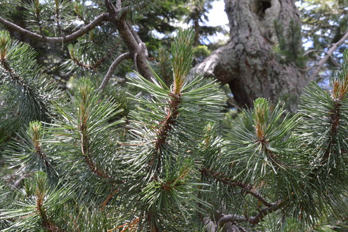 Mountain pine (Pinus mugo)