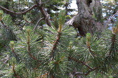 Bergkiefer (Pinus mugo): Herkunft und Verwendung — Foto 2