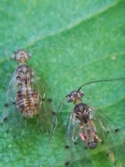 Ectopsocus petersi