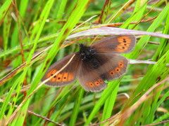 Erebia epiphron