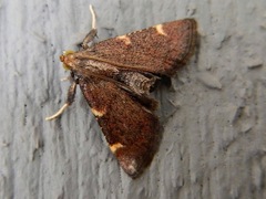 Hypsopygia thymetusalis